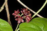 Maroon Carolina milkvine